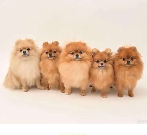 一位亲戚特别有钱，买一条狗就要3000块钱，买一条裤子也是500块钱，衣服都是几