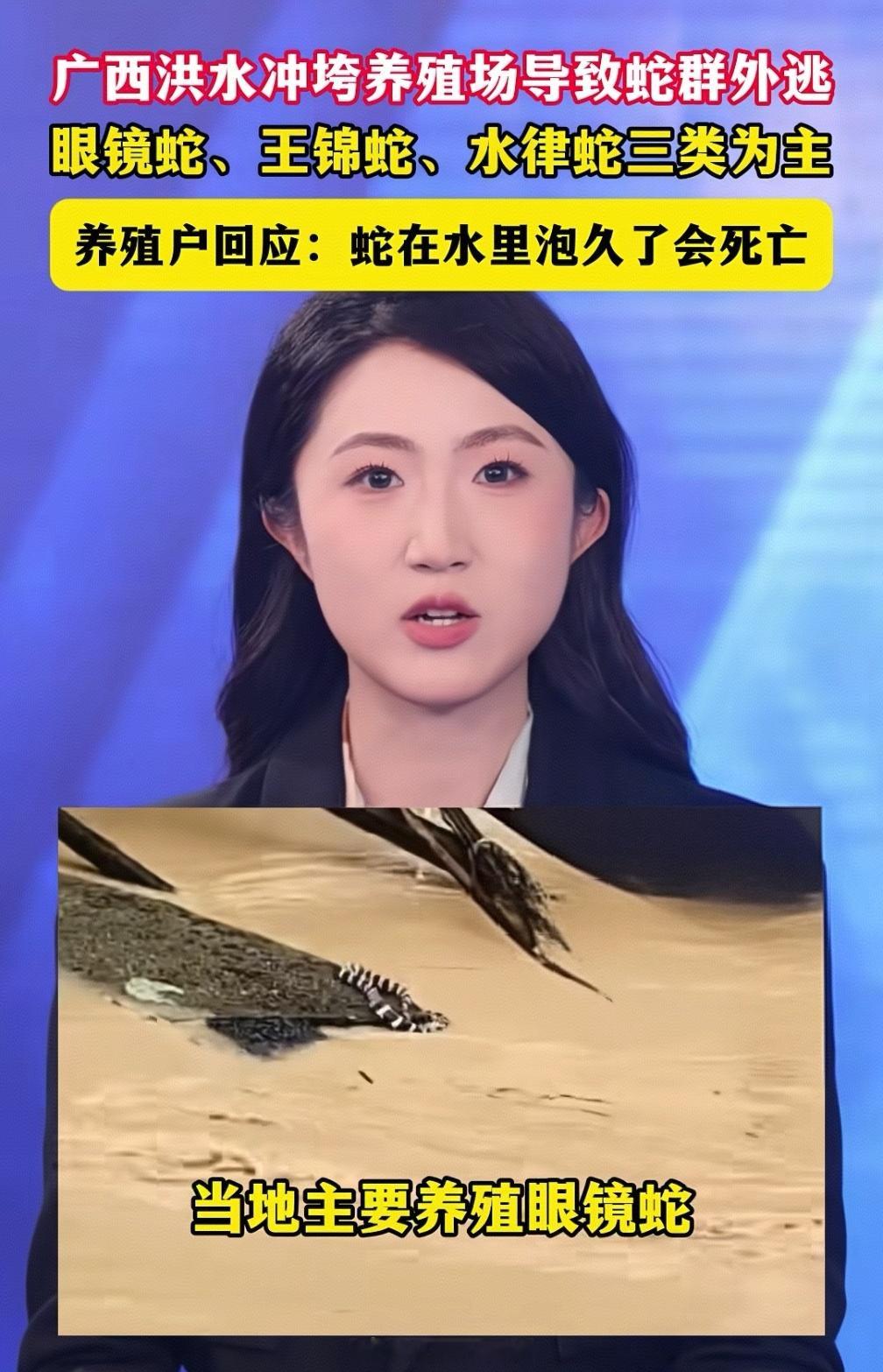 养了16年蛇，一场台风全毁了。看到横州那位黄女士的采访，心里挺不是滋味的。很多人
