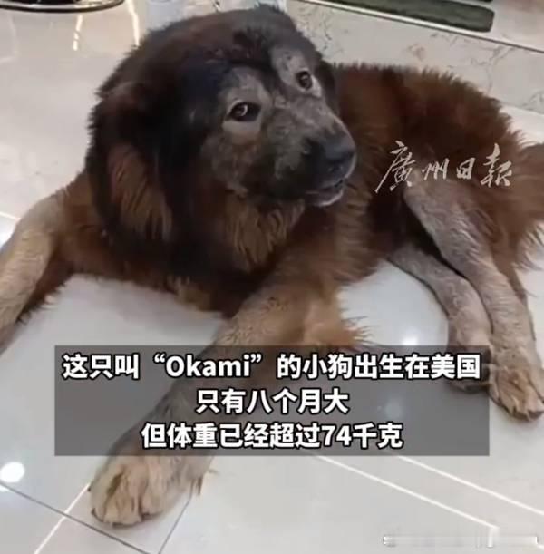 世界上最贵的狗卖出570万美元系狼和高加索牧羊犬杂交犬近日，美国一只名叫Oka