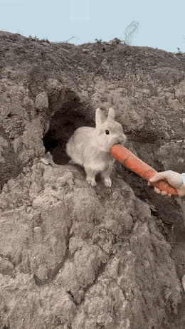 兔宝宝：妈妈，你不要再吃了，我们都快没了。