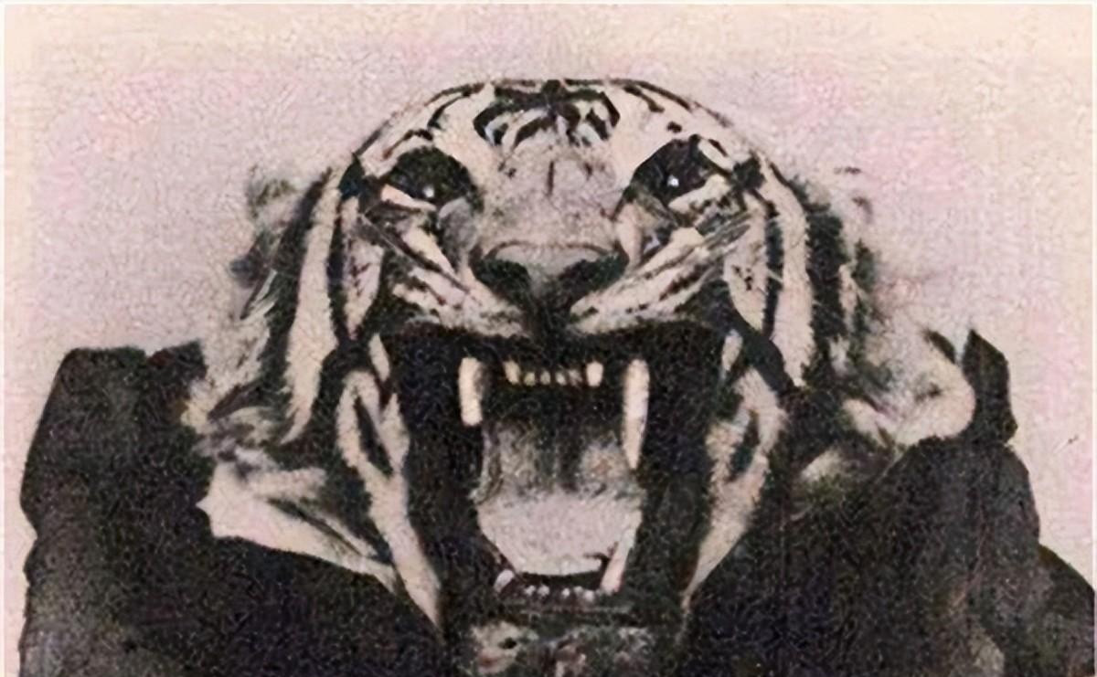 1905年，在印度有人击毙了一头吃人老虎，，当大家检查老虎尸体时却发现了一个秘密