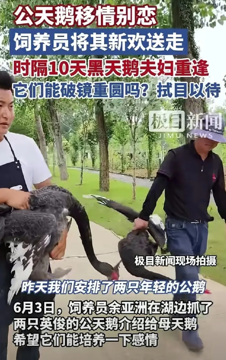 这还整上连续剧了？我前天还发文，说武汉金融湾那只被丈夫抛弃的母天鹅有了两个新