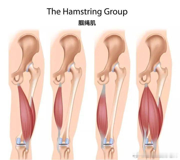 腿部训练你们会不会这样——站立弯腰时手碰不着地，大腿后侧的肌肉被拉得很疼，或者