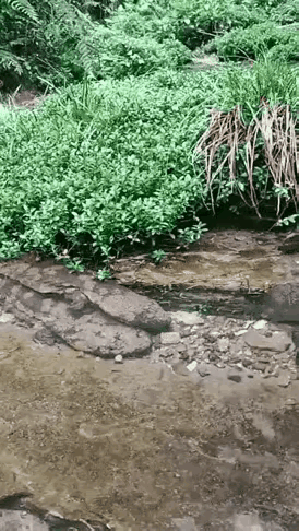 没有三十里的溪水养不活它们一家子。娃娃鱼虽然没有黑鱼凶猛但也是食肉动物，所过之