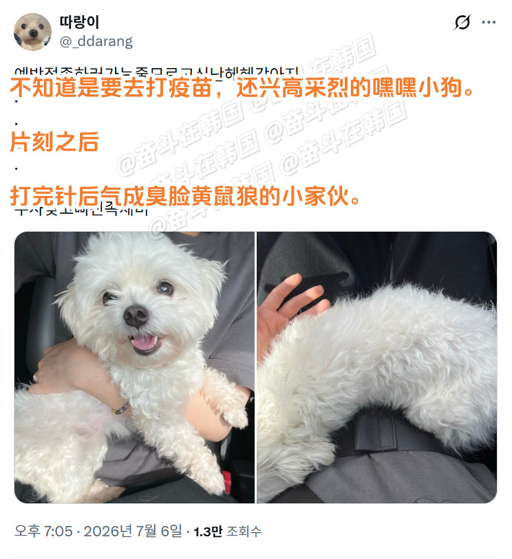 出门前还不知道是要去打针的小狗海外新鲜事热点现场