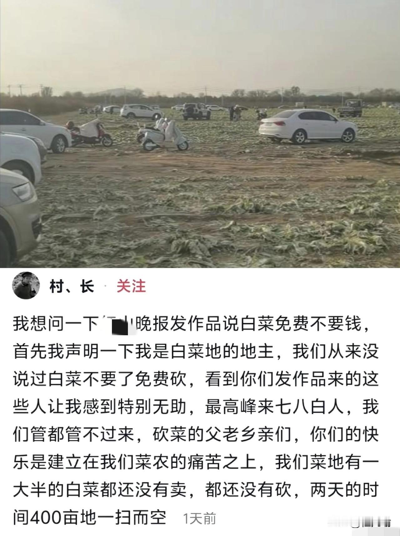 “这是什么世道！”内蒙古，男子承包了200亩地种大白菜，辛苦了一年，眼瞅着要卖钱