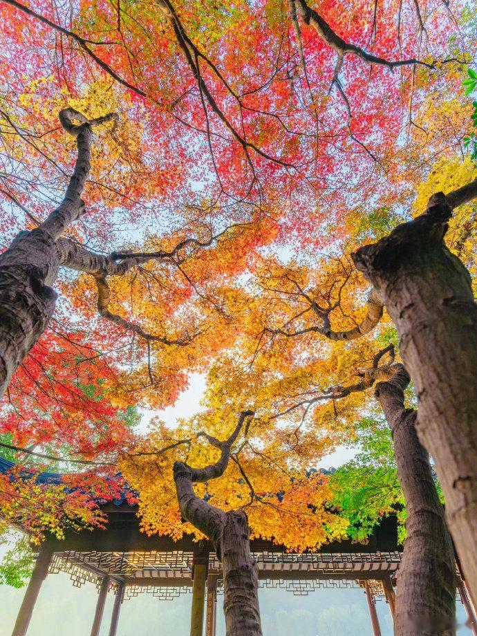 西湖的秋色有多绝🍁🍂🌾🌷🍃​​​