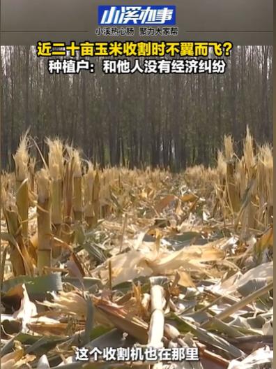 山东聊城，男子承包了约18亩地种玉米，可以收割了。他开着收割机来到玉米地，眼前的