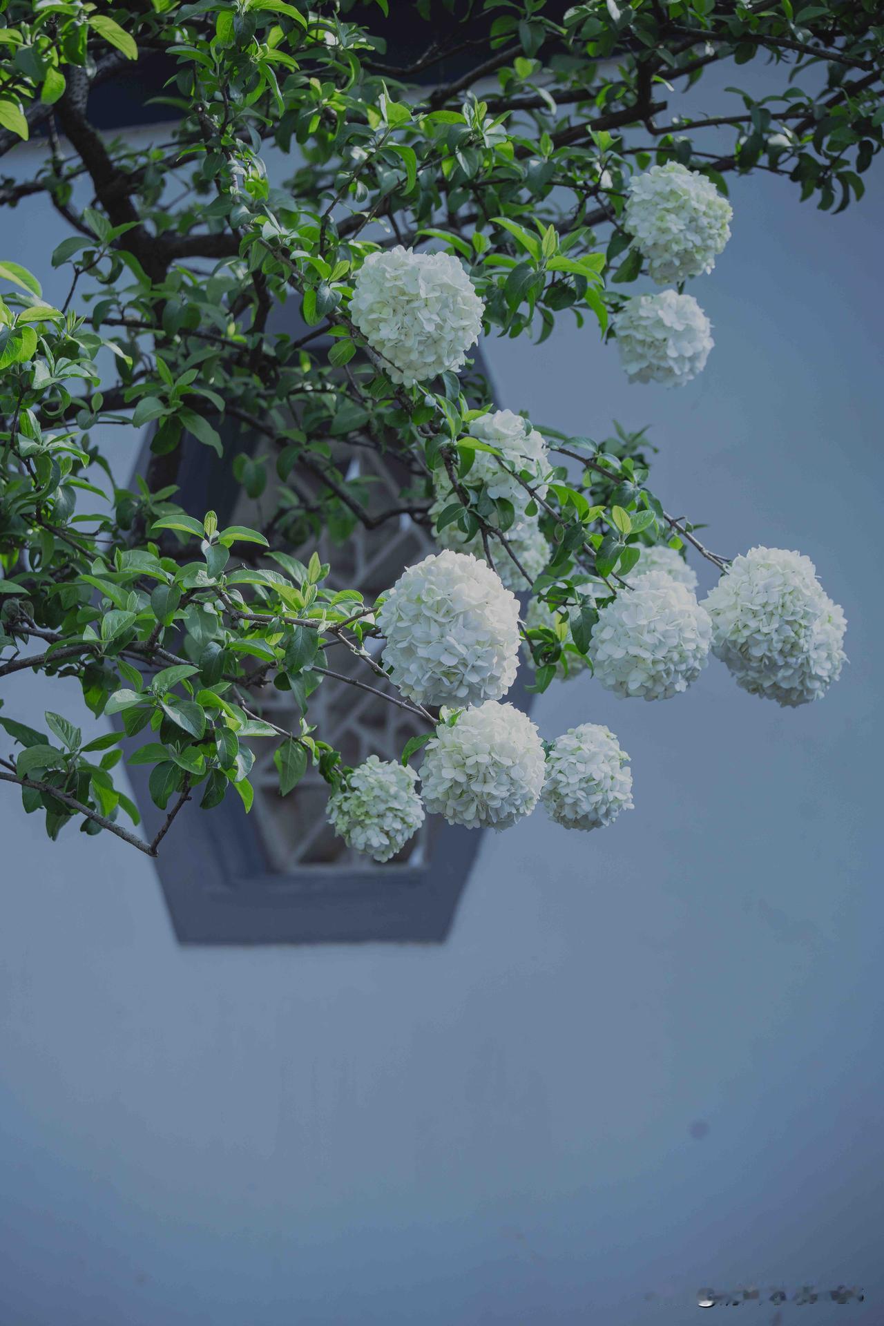 南京总统府煦园｜岸静花如雪庭深意自悠刚走完温婉精巧的苏州