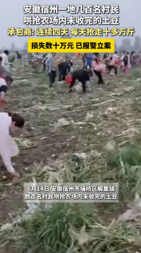 安徽宿州曾先生种植的500亩土豆，遭到当地村民哄抢，当地派出所称，法不责众！
