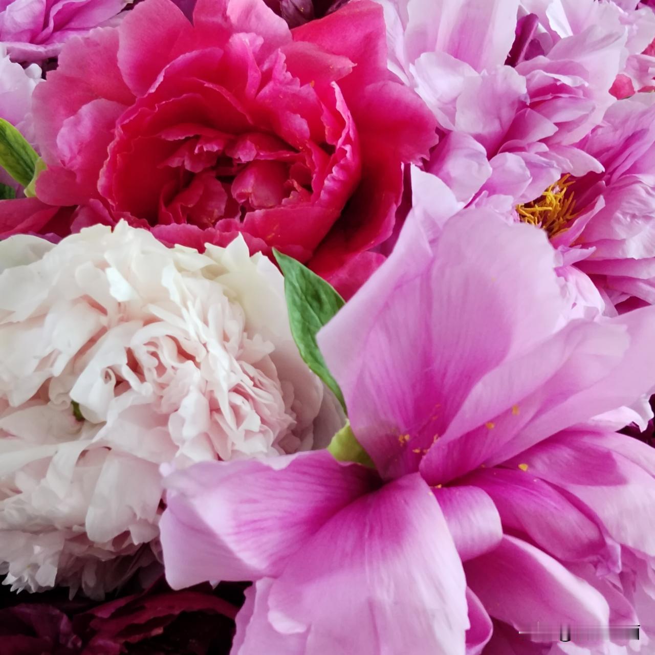 唯有牡丹真国色，雍容华贵起香波。家有牡丹纳福，自得天地精华补未足。