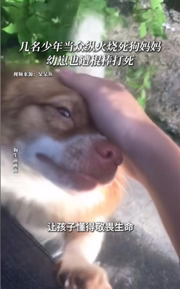 “天生坏种！”6月30日报道，广东揭阳，4名男孩盯上一只流浪狗，他们先用棍棒抽打