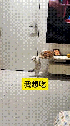 小猫咪也太可爱啦🥺对着镜子懵懵懂懂找自己，绕来绕去都找不到同款小猫，傻乎乎一