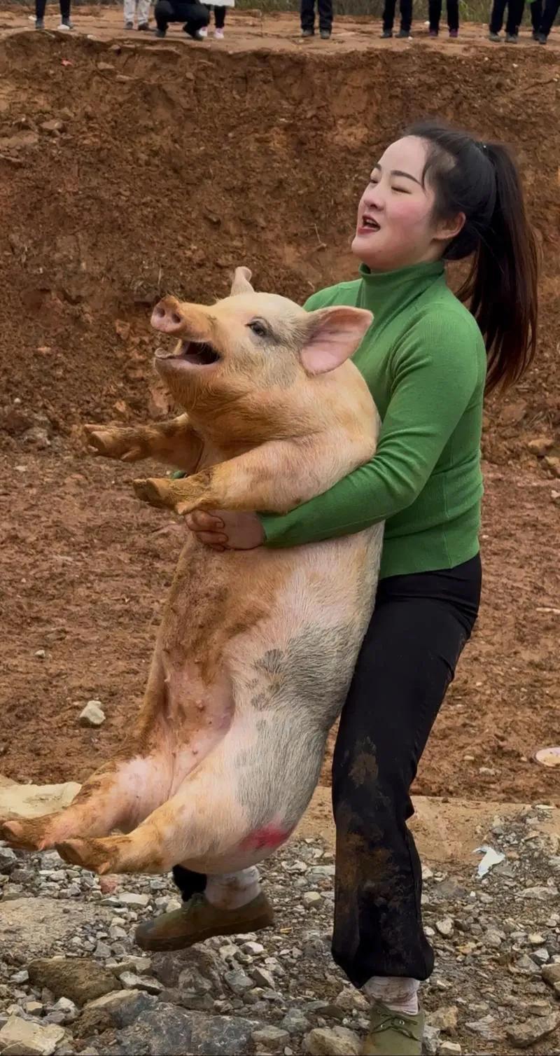 好厉害，女子一年抓猪比赛抓出一个猪场[赞]12月28日，贵州省麻江县河坝村举行