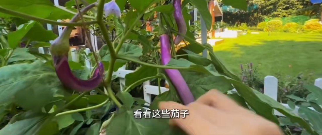 苗苗亲手救治生病鸡群就是这个苗苗好！动手能力也太强了吧​​​