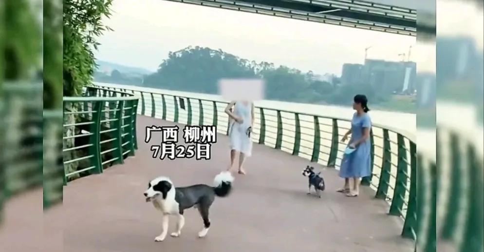 一直想不明白，国家三令五申遛狗要牵狗绳，社会上也对遛狗不牵绳有很大的反感，甚至由