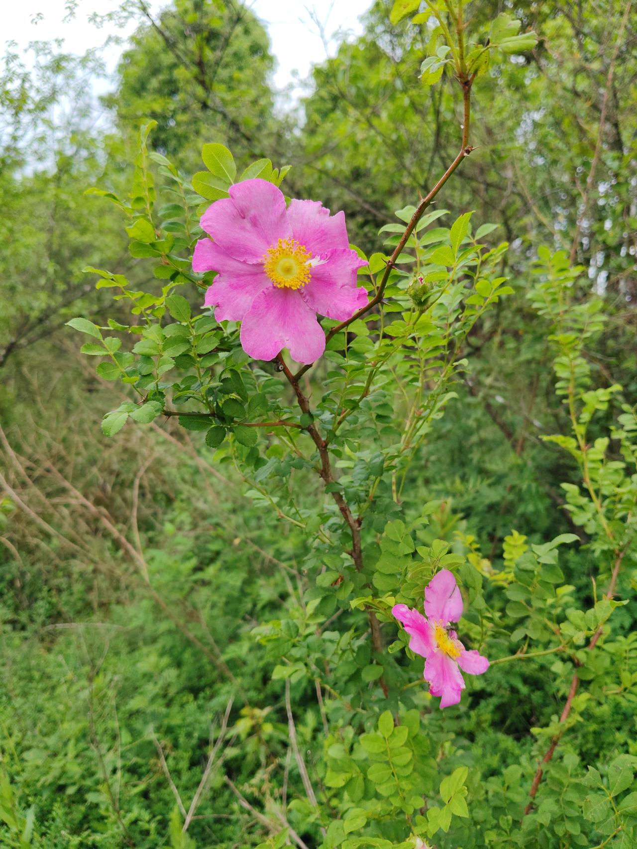 明天开盘，就盯着一个方向干，就行了。就盯着芯片，华为昇腾，这个方向，千万不要把