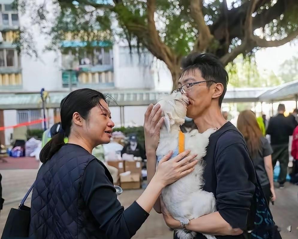 火灾中走散的爱犬，两天后一头扎进主人怀里，看哭所有人！这两天，香港大埔宏福苑