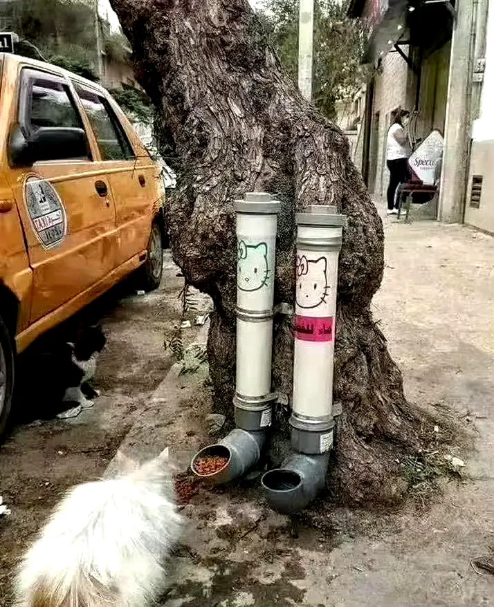 这个设计真不错，流浪猫狗不会挨饿！