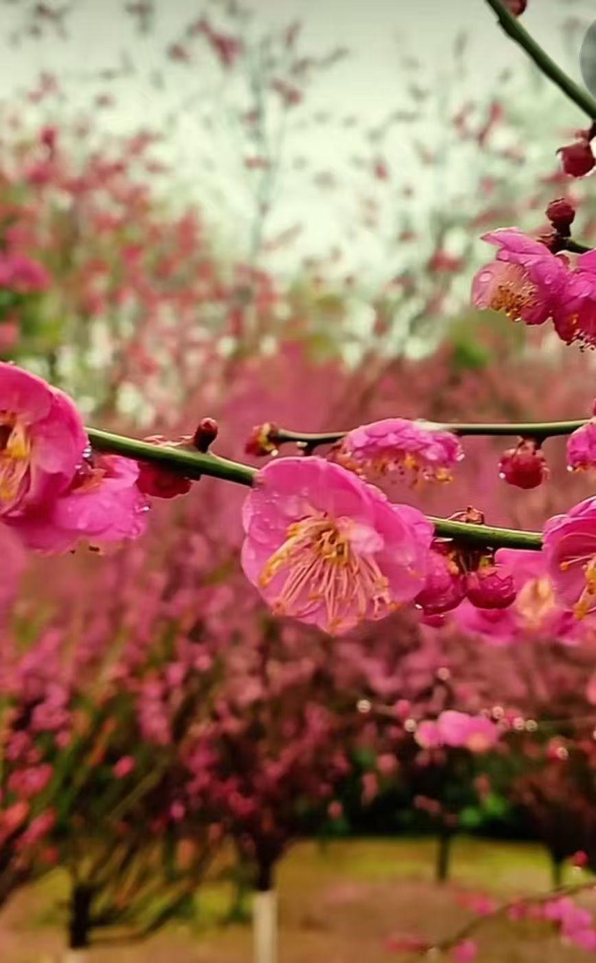 今天去看望96岁的大伯，大伯的一句话让我心酸又欣慰。大伯和伯母一直和儿子一家