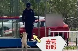 狗子无聊找保安队员玩儿，工作无法分身，狗子居然这样做…某公司的保安队收养了这只狗