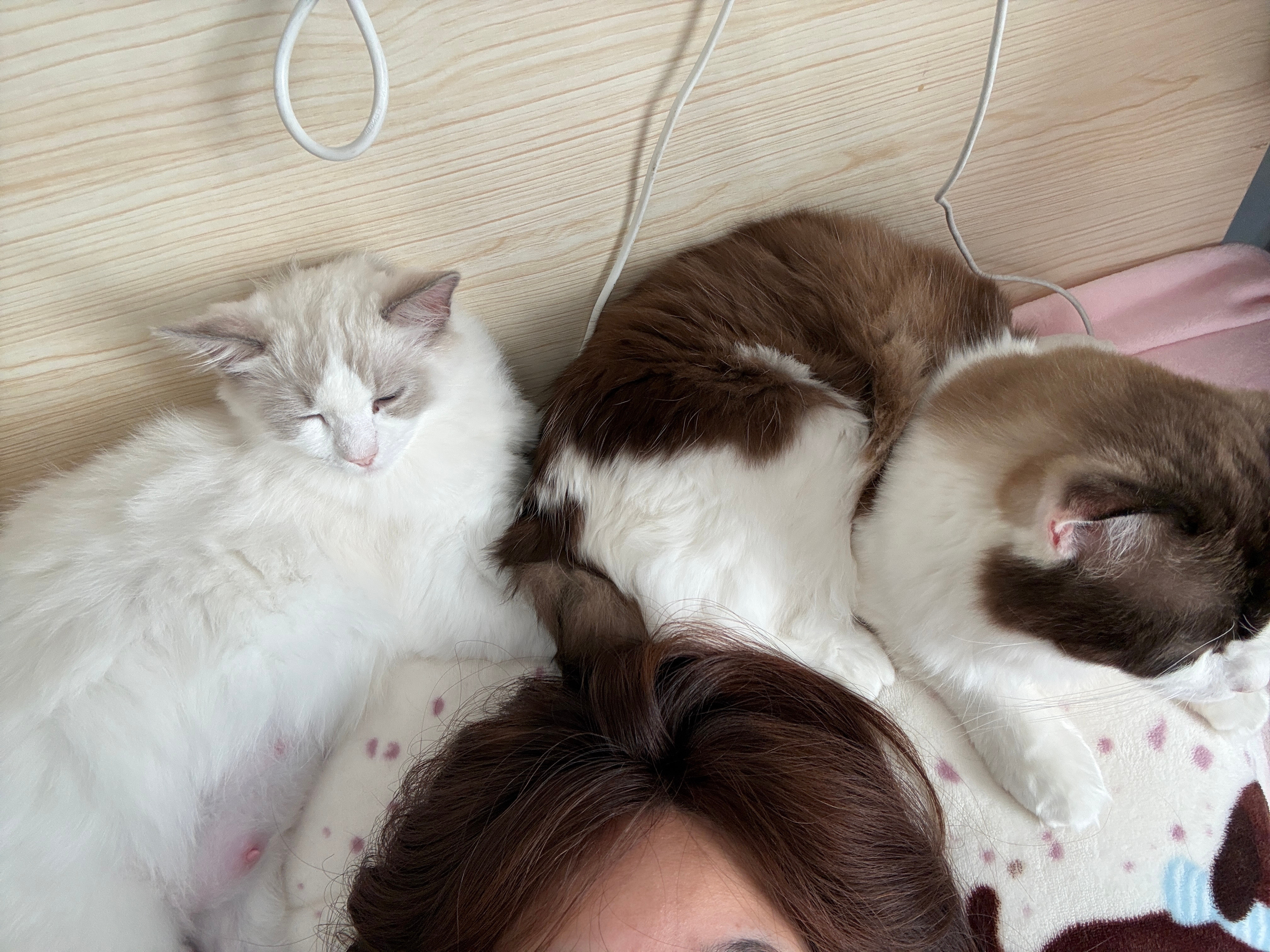 怎么回事，一到冬天头上就长猫了[doge]​​​