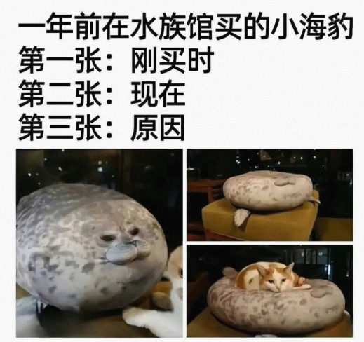 小海豹的现状