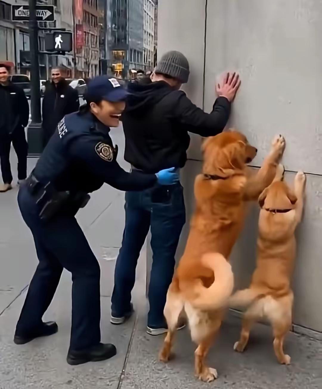 一名男子被女警按在墙面接受盘查，戏剧性的是他身边两只金毛犬同步学着主人的姿势，前