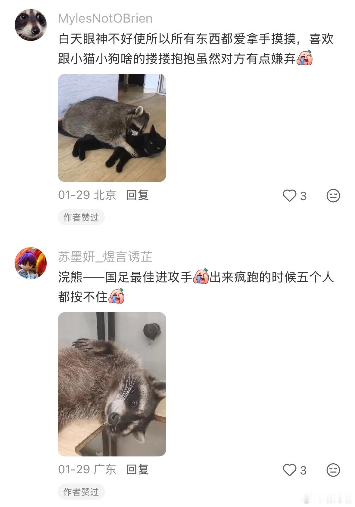 现在是浣熊时间