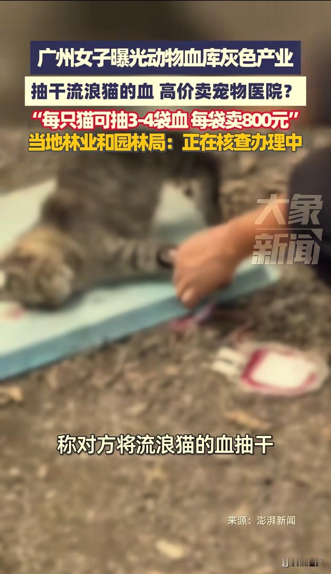 “太坏了!”广州,一女博主因自家小猫生病需要输血,花800元输了一袋后,仅几个小