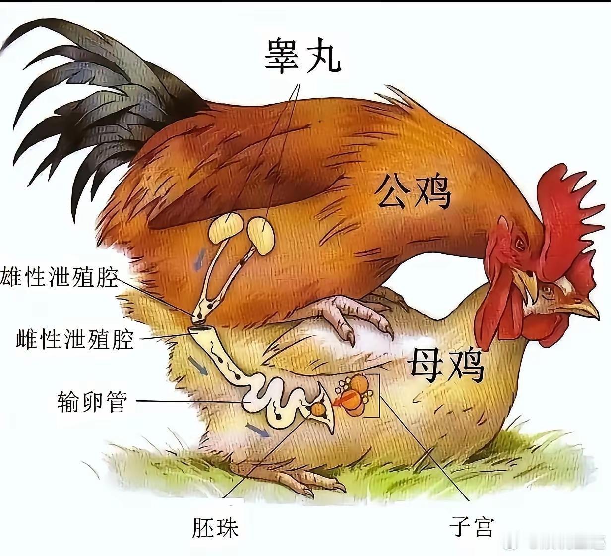 卖鸡精的太坏了，少孵多少鸡啊