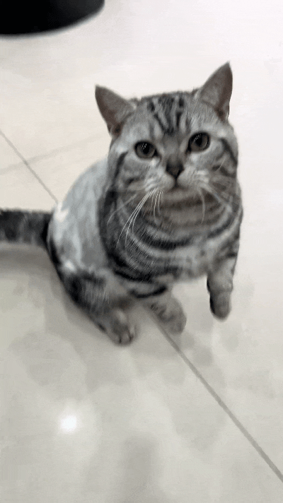 乖乖嘞，俺家这小猫也太机灵了！吃完一口小零食，立马就不够吃嘞。乖乖站起来不停给