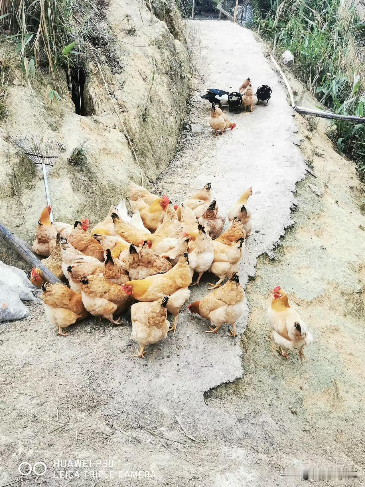 今年冬天的不同土径上鸡群挤作暖黄一团，几只小鸭缀在尾端，风裹着野草气掠过。乡野的