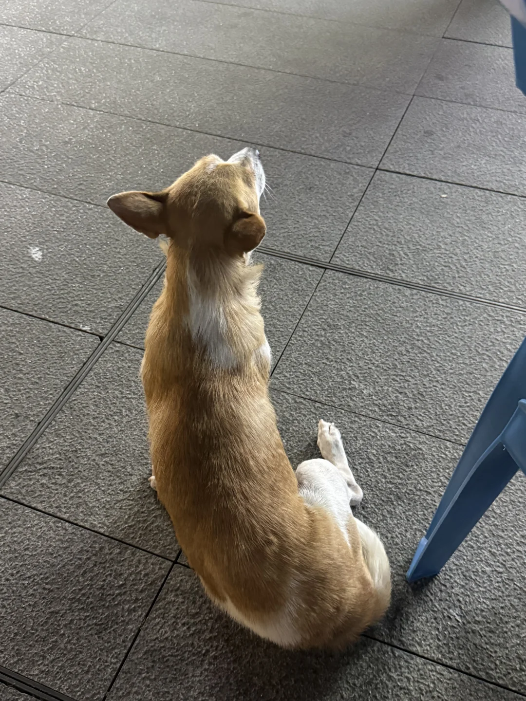成都流浪狗狗求助！
