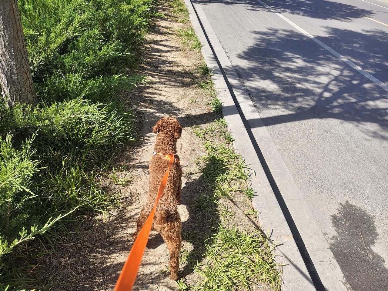 家里两只小狗，性格脾性不同。小马犬豆豆就是个社恐，从来不愿出门。在车上它