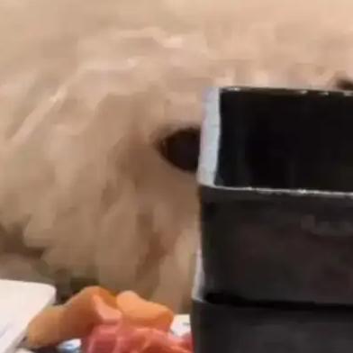 12月22日在安徽合肥某烤肉店发生的宠物狗上桌啃食生肉事件。一只宠物狗在合肥