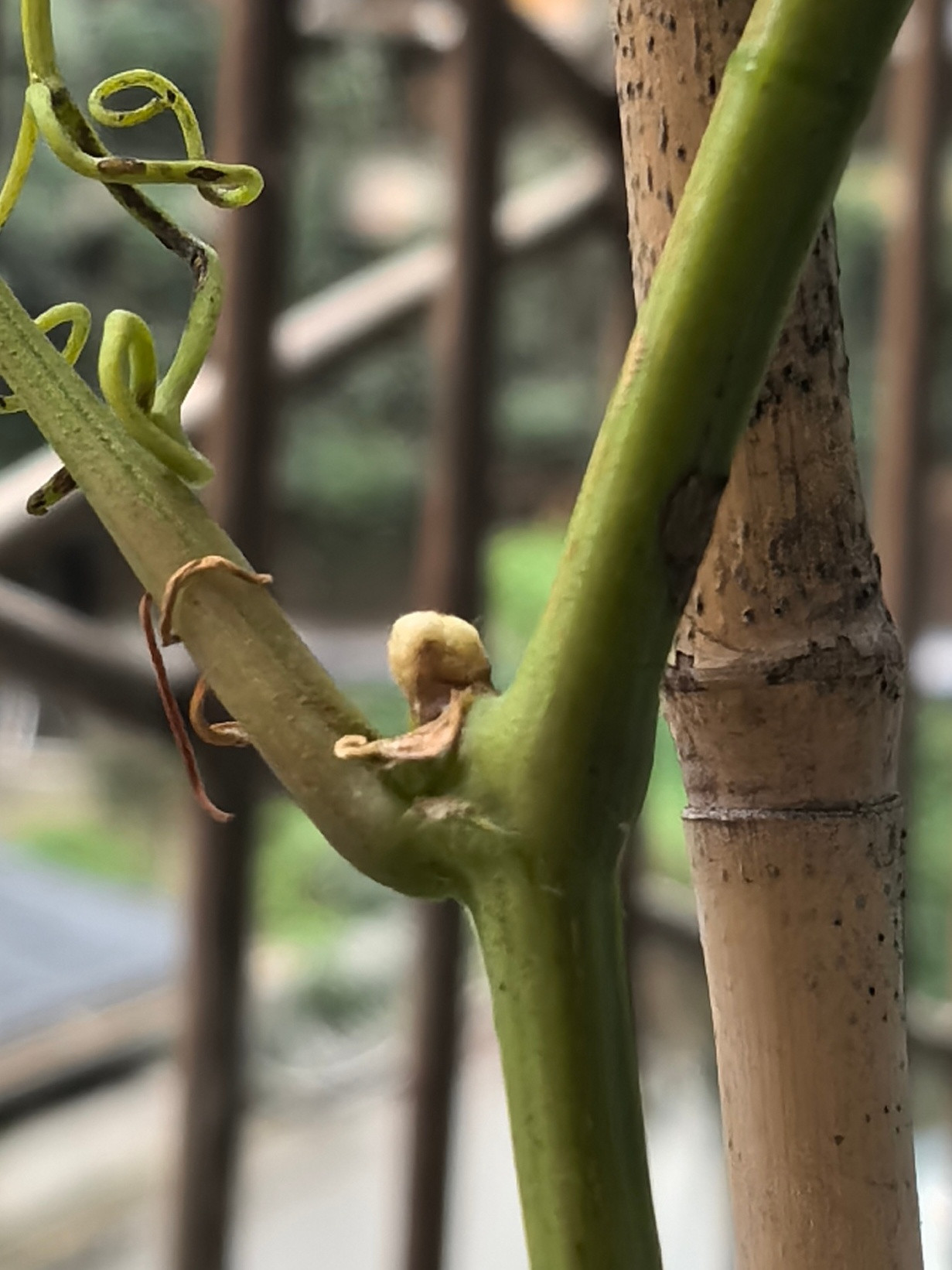 葡萄苗到家第7天，长出了新芽今年养护，明年结果，期待葡萄藤爬满防盗窗形成一整片天