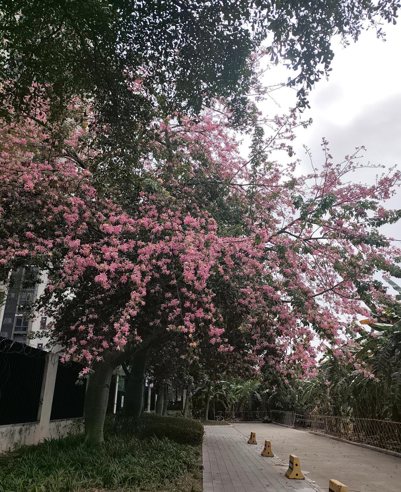 我姨夫，年轻的时候跟着三跑了，从此渺无音讯，三十多年来再没回来过，姨妈一个人带着