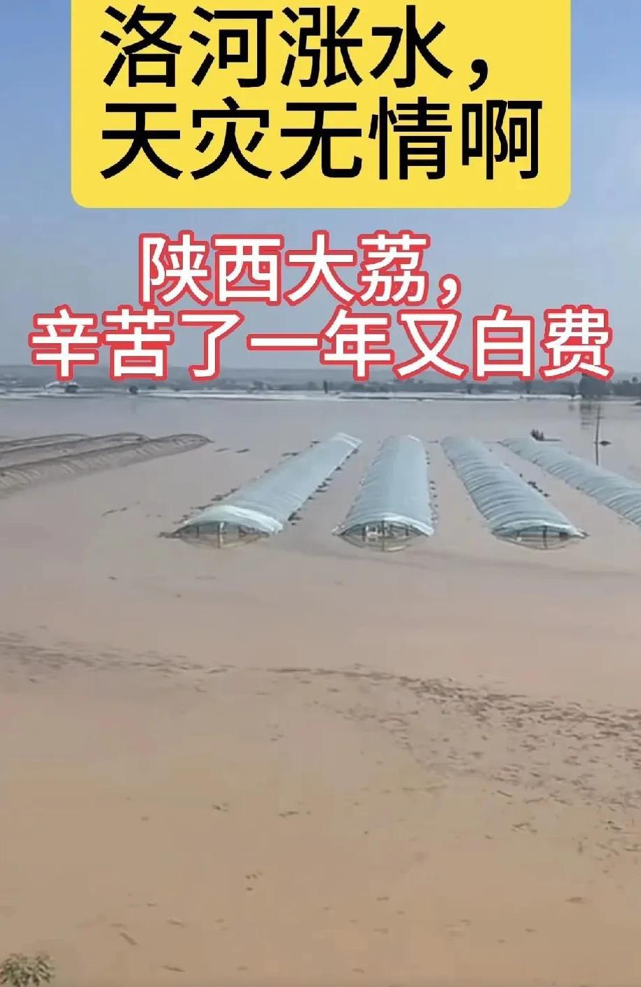 今年这气候邪门。旱的旱，涝的涝，中午看到咱陕西大荔县农田被洛河水淹了，真是揪心
