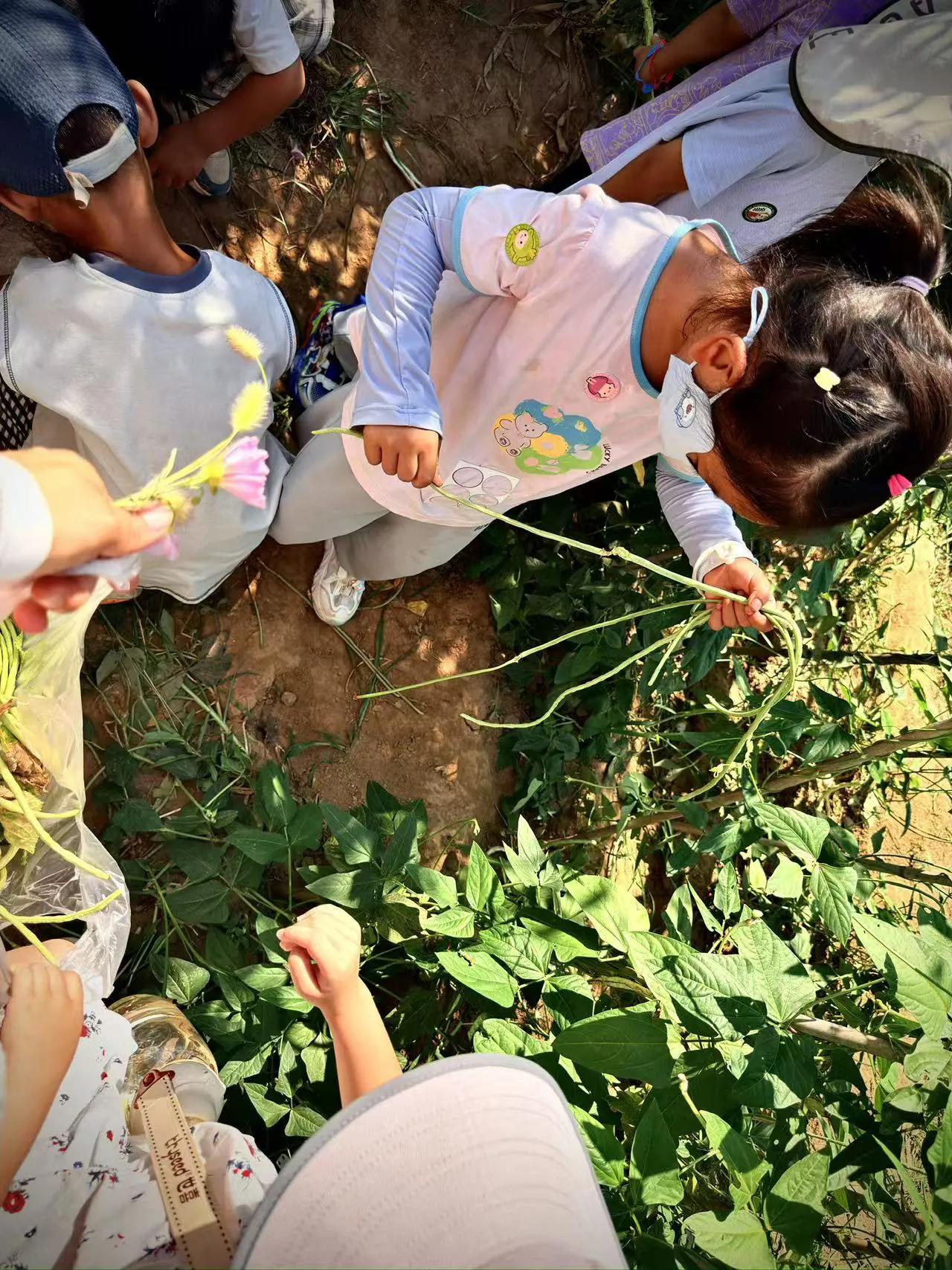 孩子们课间总蹲在围栏边观望，轻轻拨开叶子，细数豆角。浇水、除草都是日常任务，大家