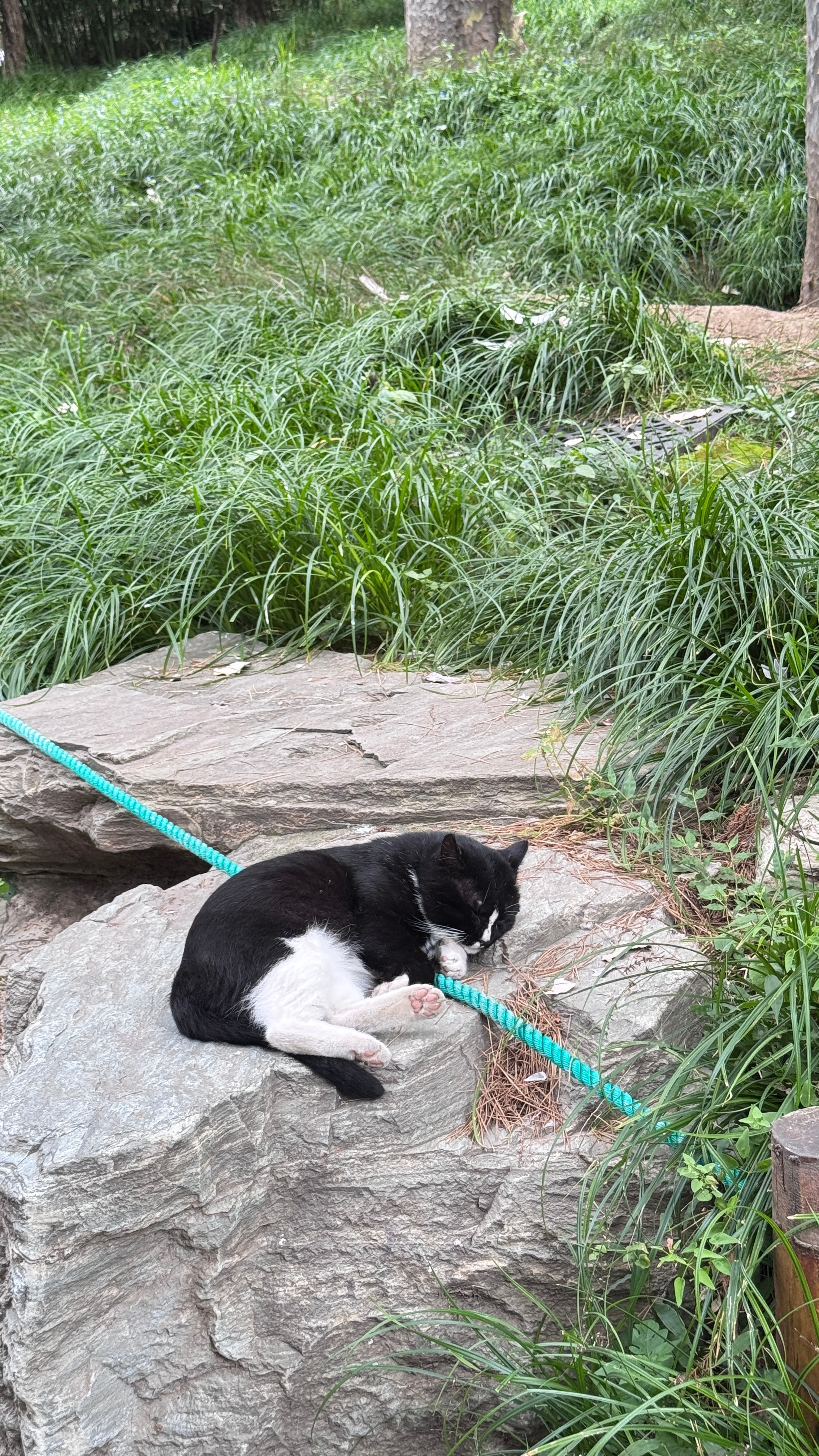 我爸妈又“捡”猫了，我家在城中村出租房，前两天有个租客退租后我爸妈把屋里重新收拾了一下，一直开着门通