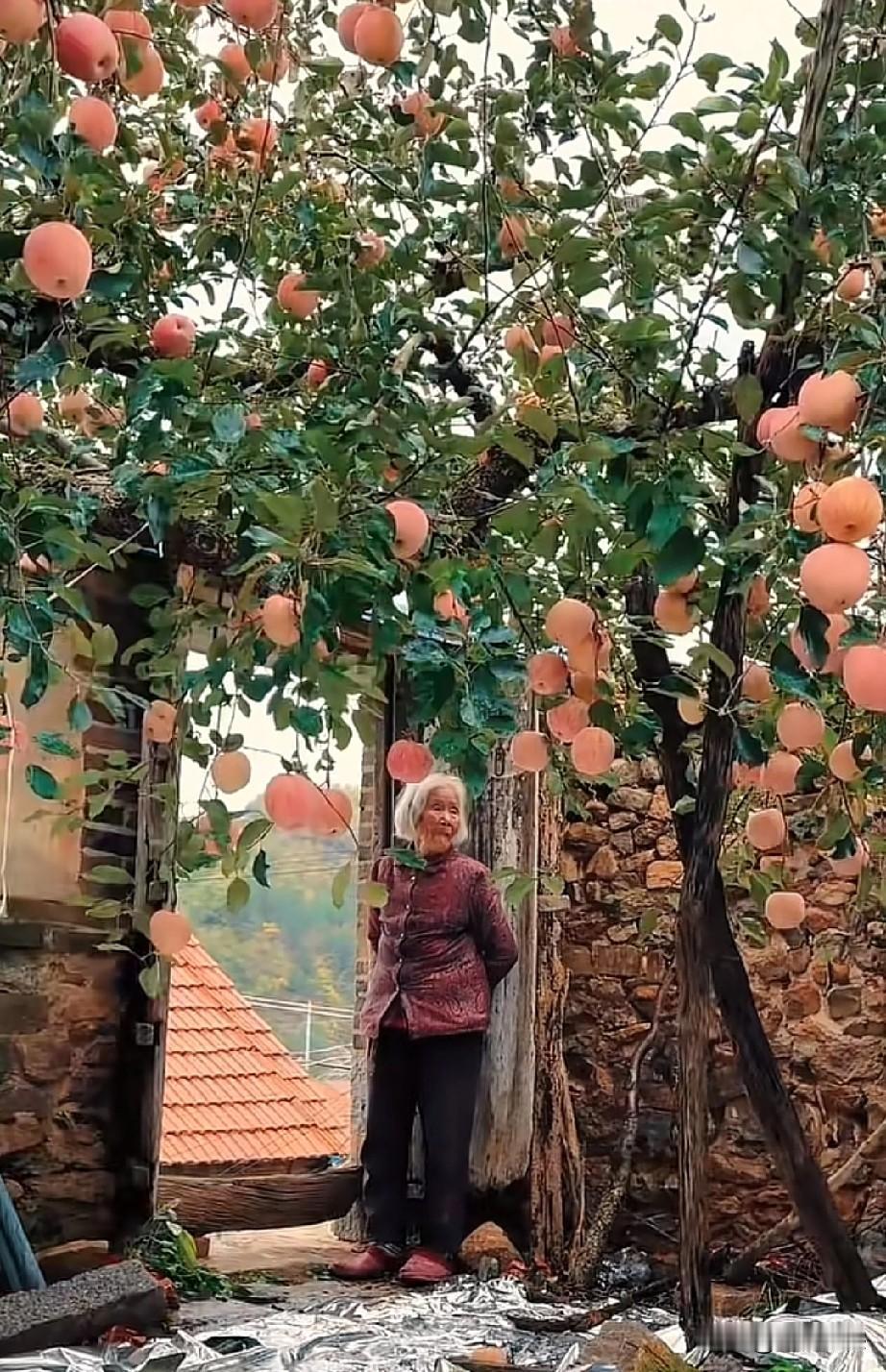白发苍苍的老奶奶站在老宅的门口，凝望着压满枝头的苹果，给人带来无尽的遐想。老奶奶