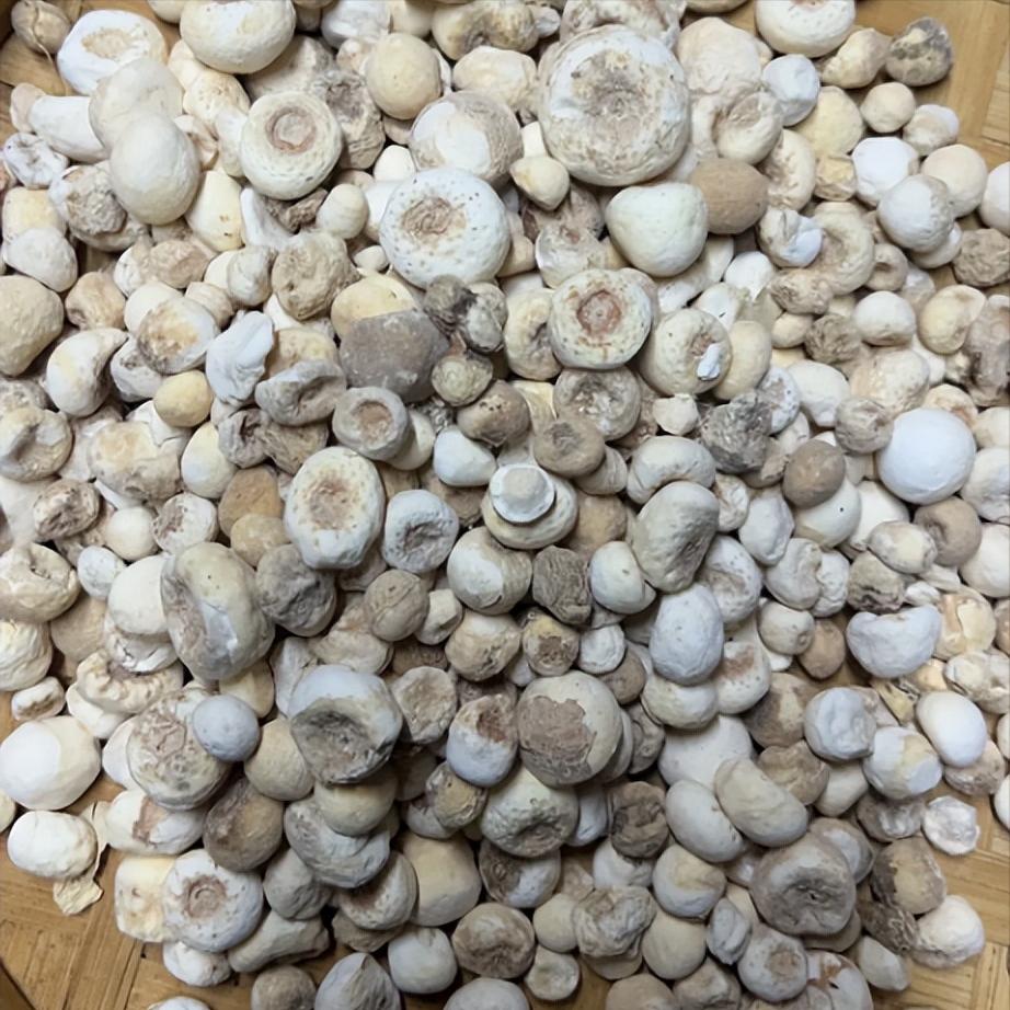 半夏无陈皮痰浊不化，龙骨无牡蛎虚火难降，桑椹无女贞子肾精难充半夏加陈皮。专门