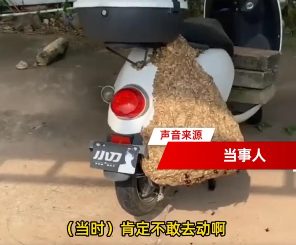 广东惠州，男子骑电动车出门办事。到了地方，看路边有片树荫，挺凉快，就把车往那一搁