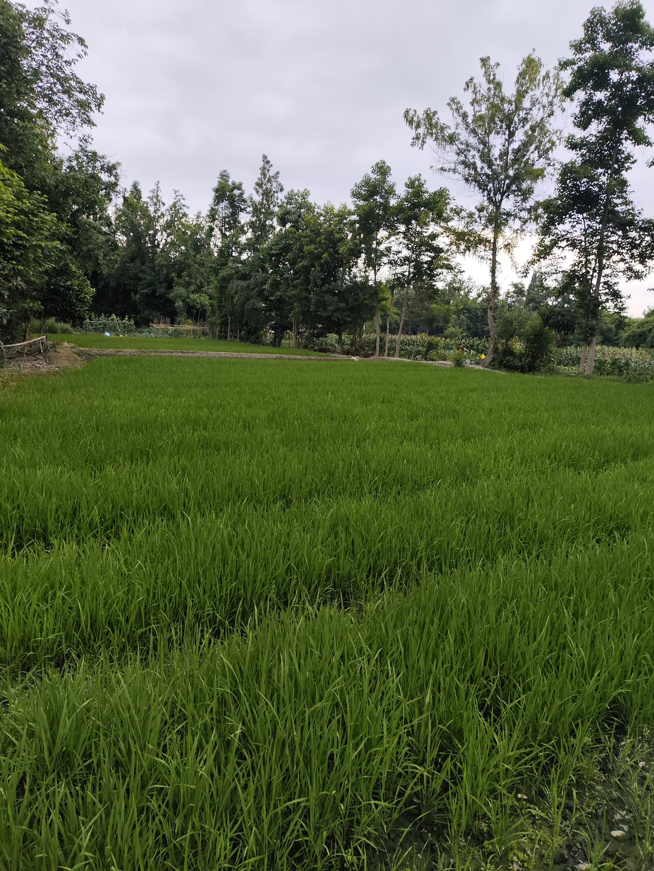 漫步乡间田野，满目皆是治愈的绿意。嫩绿的水稻秧苗长势旺盛，一畦畦整齐铺开