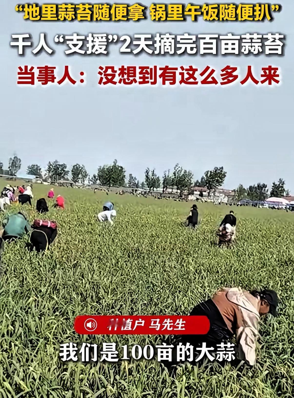 徐州蒜农免费蒜苔换劳力，两天清完百亩一招把农忙变成“赶集”，这位徐州蒜农把难