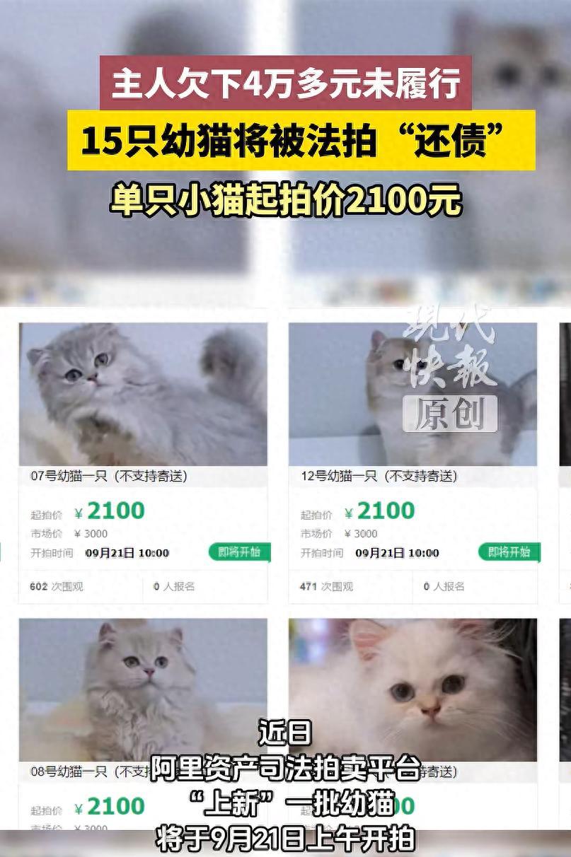 浙江杭州，一名猫舍经营者拖欠四万余元，拒绝履行法院的判决，法院只好查封猫舍的15