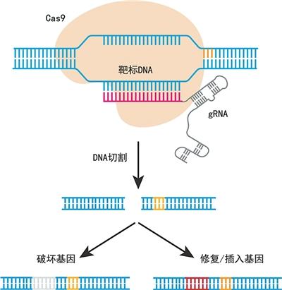 基因编辑: 改写生命密码的“神笔”