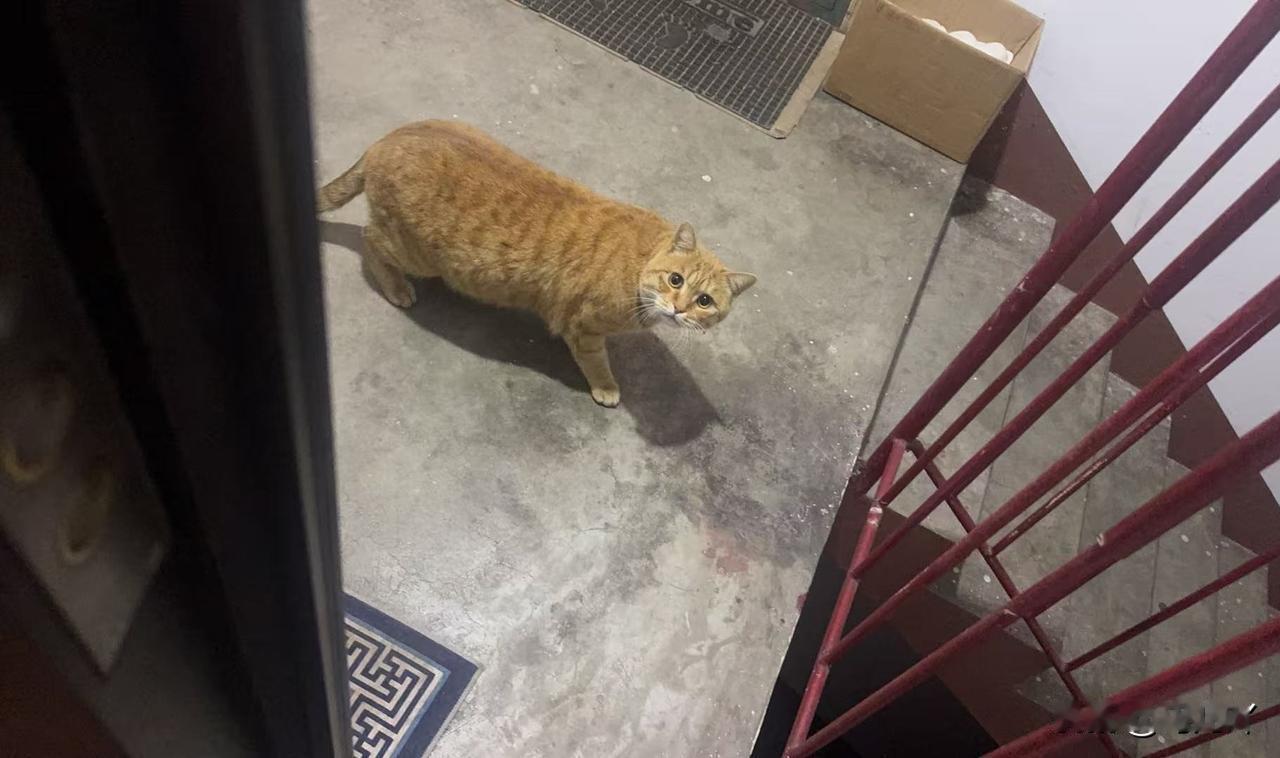 昨天晚上11点多回来，一只流浪猫跟着我跑到了楼上，它一边跑还一边喵喵的叫，可能是