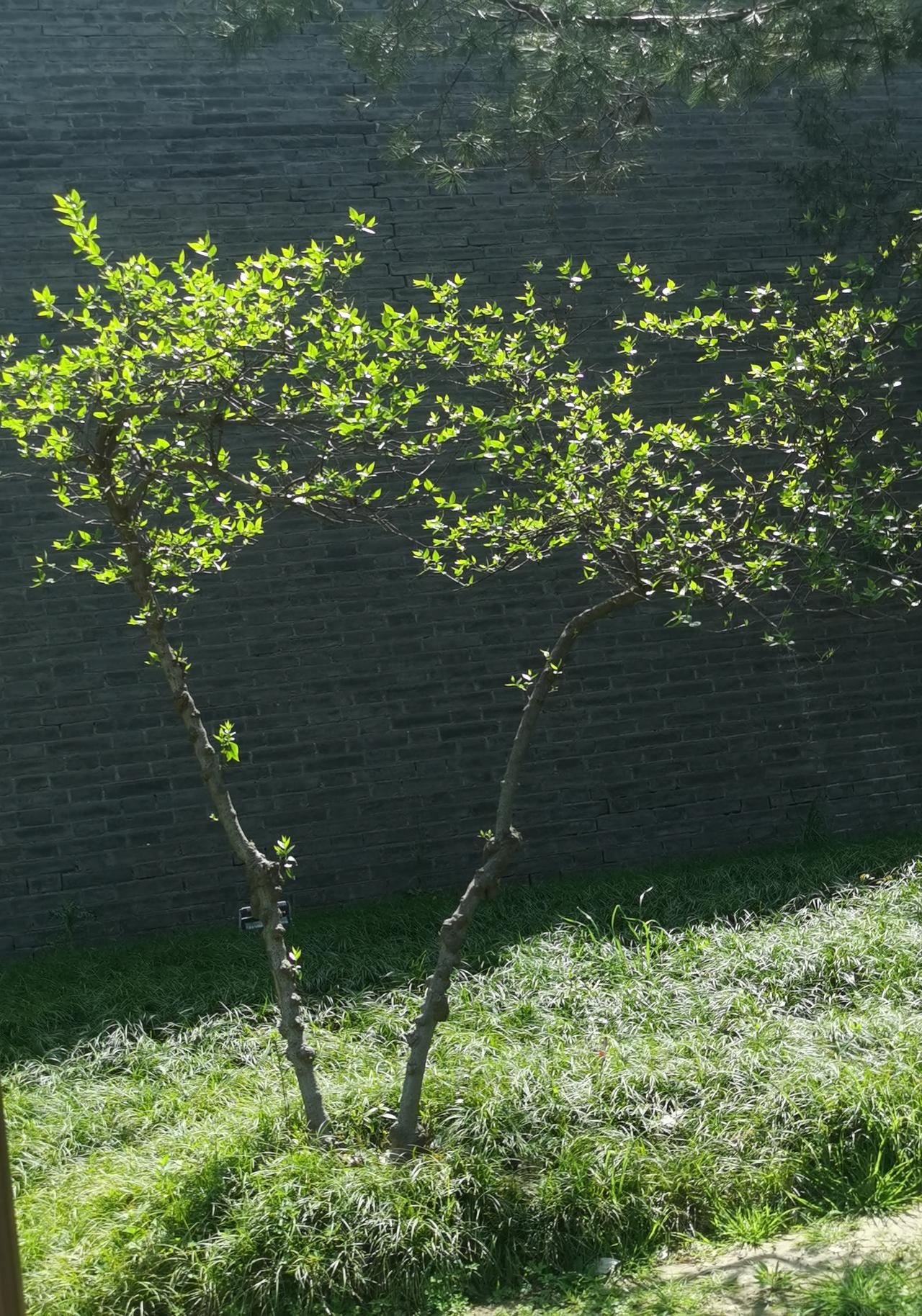 光在摄影中的作用很微妙，摄影是玩光线的技巧。